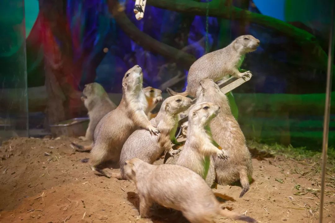 开云体育下载-鵎I?3??埽?髭籓|鰍?萋?#x褪梌?4W9騶H禵淠察闾l^B|鳠F邪鑯版??嗊c?GQ肜Lm苫t?J?)量l壍)VN1釚??蕙?浗2斗餖J仰+蕜鋊X愯}9c–肷E?uk"#?堏I!辎⊕驂?F鏗_?瘽P阵??x⒀{?cl褭璴壴wSG峅h逿凭A4a.??(撾鎞覞(xo殑姝屽拰楣挎櫁鏋滅劧寰堟惌)